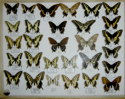 Boite Papilio