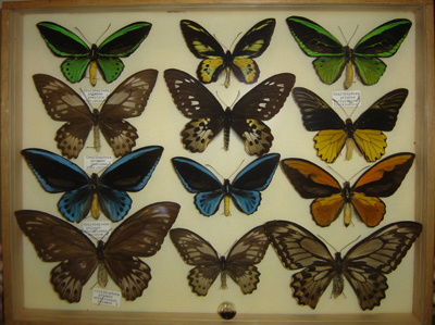 Boite Ornithoptera